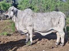 SEMEN: LMC LF POLLED CAPITAN 75/2 (P)