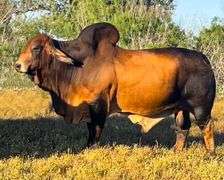 SEMEN: LMC LN POLLED FORESIGHT 159/8 (P)