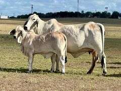 Show Heifer: LMC LF POLLED NYSSA 84/5 (S)