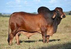 PCC LADY AURORA ROJA 47/4 (P)