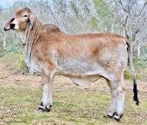 Pick of Heifers: CHOICE: MISS HMC POLLED 274/1 OR MISS HMC POLLED 267/1