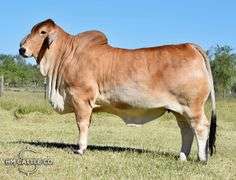 Pick of Heifers: CHOICE: MISS HMC POLLED 274/1 OR MISS HMC POLLED 267/1