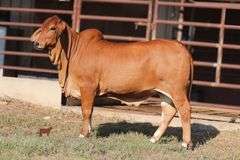 PCC LADY SOPHIA ROJA 47/47 (P)