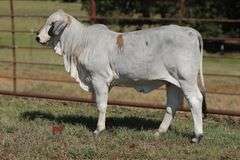 CHOICE OF BRC TUGBOAT CAPTAIN 125 (S) POLLED HIEFERS