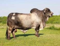 Bred Heifer: LMC POLLED MUNECA 73/3 (P)