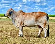 Show Prospect: LMC LF POLLED NEVA 83/5 (P)