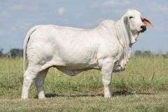 BRC Cheer Up Sleepy Jean 503