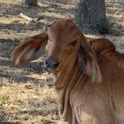 SEMEN: PCC POLLED PRIMETIME 13/8 (P)