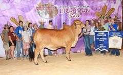 FEMALE SEXED EMBRYOS: +MR WCC MAXIMUS ROJO 82/4 x PCC RAY OF HOPE 11/1