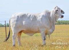 Show Prospect: LMC LF POLLED NEVA 83/5 (P)