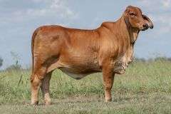 Mojo's Rosa's Cantina 521