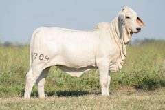 BRC Dancehall Dreamer 704