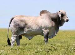Herd Sire Prospect: LMC LF POLLED VERLANDER 158/3 (PP)