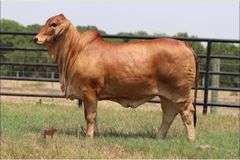 ET SEMEN PACKAGE: LMC LN Polled Pappo 136/6 (P)