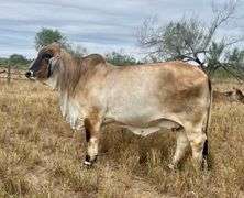 FEMALE SEXED EMBRYOS: MR. MCC POLLED SMOKE 14/9 (P) X LMC LF POLLED HAZEL 175/0 (P)