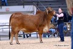 FEMALE SEXED EMBRYOS: +CT MR. ELMEAUX RHINEAUX x +MORENO MS. LADY RIGHT ON