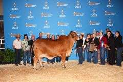 FEMALE SEXED EMBRYOS: +MR. V8 279/7 X PCC MARIAH 47/0