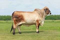 Show Heifer: MISS 4F SGR 214/4 (S)