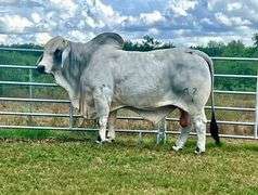 SEMEN: MR. V8 733/7 (P)