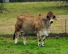 PCC I'M SPEECHLESS 644/4 (S)