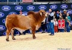 Donor: +JDH LADY MANSO 384/1 (S)