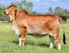Pick of Heifers: CHOICE: MISS HMC POLLED 274/1 OR MISS HMC POLLED 267/1
