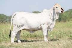 BRC Hey Baby Que Paso 551