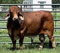 SEMEN: PCC POLLED PRIMETIME 13/8 (P)