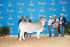 Show Heifer: MISS 4F SGR 214/4 (S)