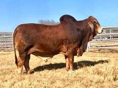 SEMEN: LMC LN POLLED FORESIGHT 159/8 (P)