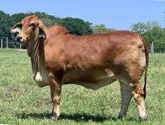 Donor: LMC HMC POLLED AVA 156/7 (S)