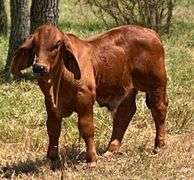 SEMEN: PCC POLLED PRIMETIME 13/8 (P)