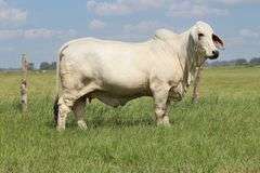 Sweetie x Six Gun Embryos