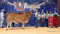 PCC I'M SPEECHLESS 644/4 (S)