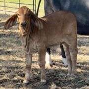 SEMEN: PCC POLLED PRIMETIME 13/8 (P)