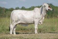 BRC Dreams Unwind 678