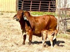 PICK OF LMC LN POLLED FORESIGHT 159/8 (P) SONS