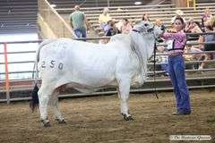 SEMEN: PCC BACK TO THE FUTURE 570/0