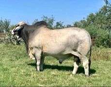 Bred Heifer: LMC POLLED MUNECA 73/3 (P)