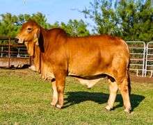 Herd Sire Prospect: LMC LN POLLED CARDIO 135/4 (P)