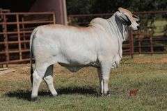 PCC I'M SPEECHLESS 644/4 (S)