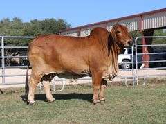 FEMALE SEXED EMBRYOS: +CT MR. ELMEAUX RHINEAUX x +MORENO MS. LADY RIGHT ON