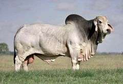 Herd Sire Prospect: LMC LF POLLED 101/4 (P)