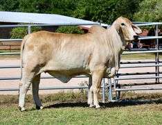 Bred Heifer: LMC POLLED MUNECA 73/3 (P)