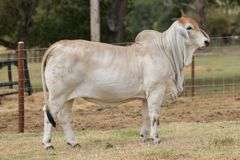 PCC LADY OLIVIA 570/45 (S)