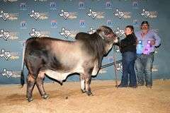 ASPIRATION: LMC LF POLLED BLACK BEAUTY (P)