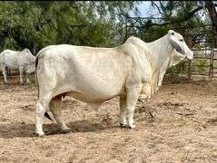 Herd Sire Prospect: LMC LF POLLED LEON 111/3 (P)