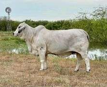 Cow/Calf Pair: LMC LF LADY DIVA 18/1