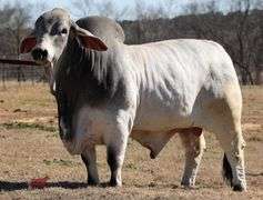 SEMEN: PCC BACK TO THE FUTURE 570/0