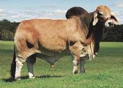 SEMEN: MR. V8 733/7 (P)